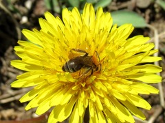 Andrena helvola