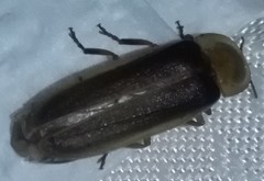 Lampyris ambigena