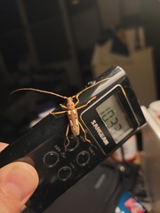 Eburia quadrimaculata