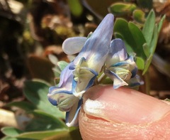 Corydalis pauciflora