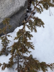 Juniperus communis