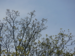 Erithacus rubecula