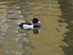 Aythya fuligula