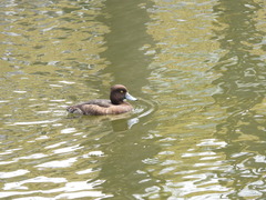 Aythya fuligula