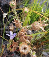 Roella prostrata