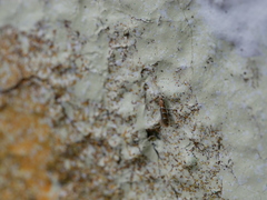 Cameraria ohridella