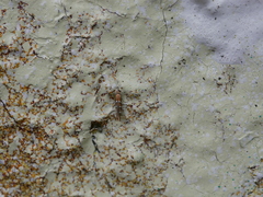 Cameraria ohridella
