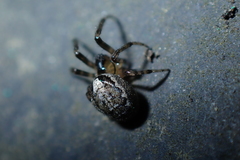 Zygiella x-notata