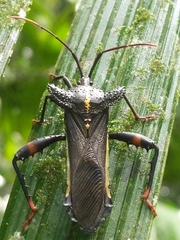Acocopus verrucifer