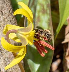 Andrena erythronii