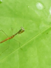 Stagmomantinae