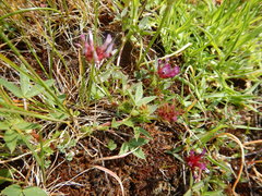 Trifolium variegatum