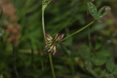 Trifolium cernuum