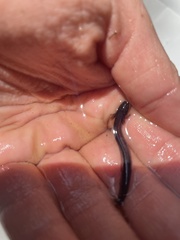Siren lacertina