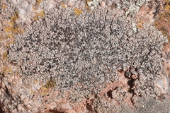 Lobothallia alphoplaca