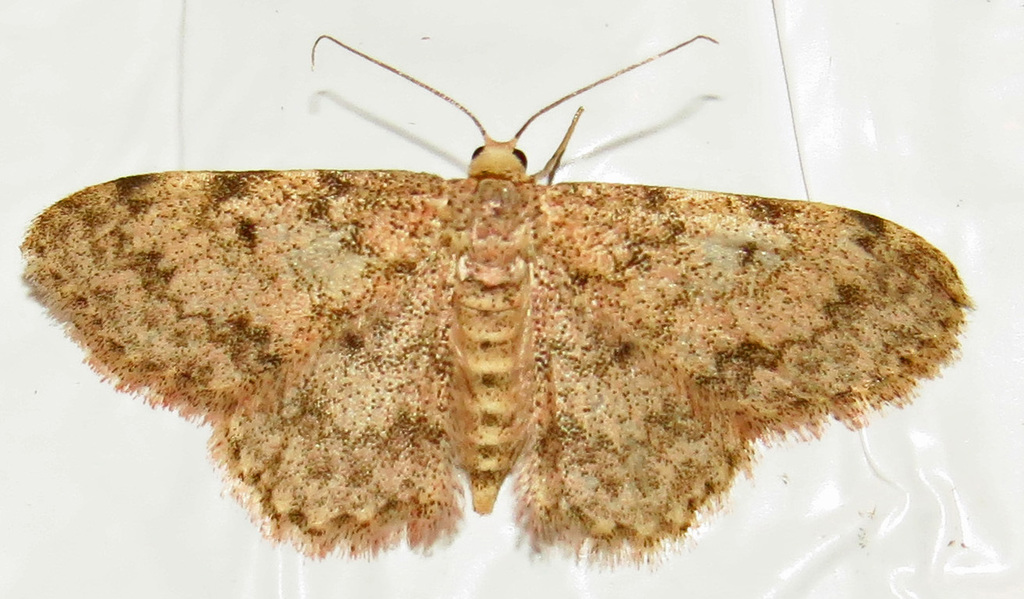 Scopula plantagenaria