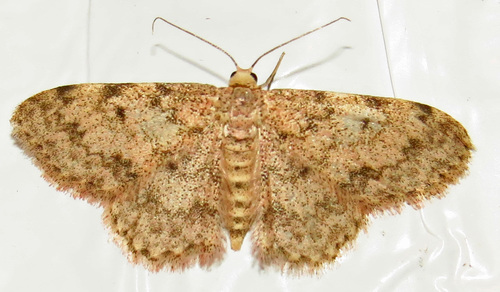 Scopula plantagenaria