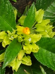 Chrysothemis friedrichsthaliana