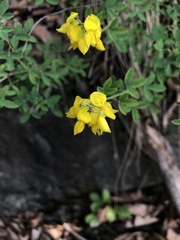 Cytisus nigricans