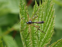 Ptychoptera contaminata