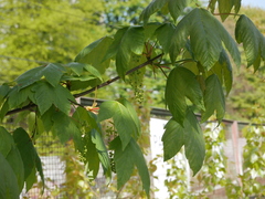 Acer pseudoplatanus