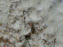 Cameraria ohridella