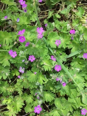 Geranium molle