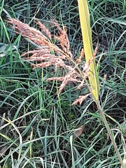 Sorghinae