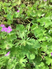 Geranium molle