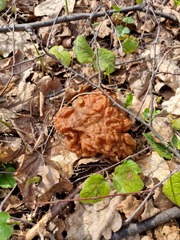 Gyromitra gigas