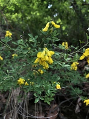 Cytisus nigricans
