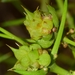 Asparagus Gall Midge - Photo (c) faluke, some rights reserved (CC BY-NC), uploaded by faluke