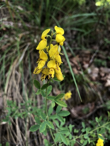 Cytisus nigricans (Cytisus nigricans)