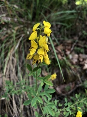 Cytisus nigricans