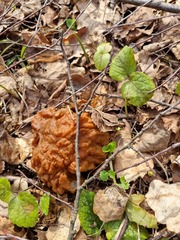Gyromitra gigas