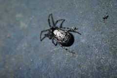 Zygiella x-notata