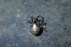 Zygiella x-notata