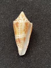 Conasprella tornata