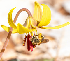 Andrena erythronii