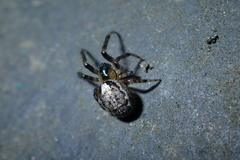Zygiella x-notata