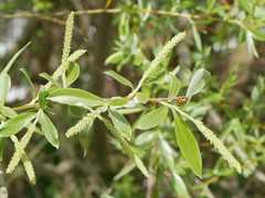 Harmonia axyridis