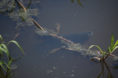 Colossoma macropomum