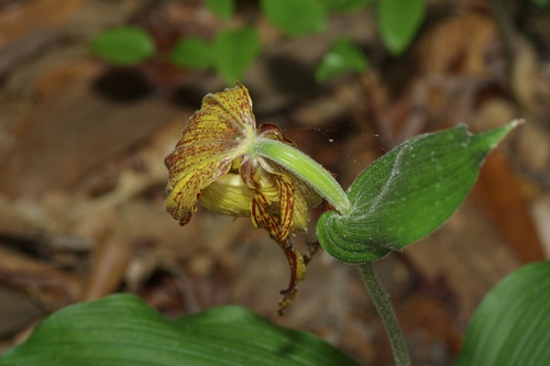 Image of Cypripedium kentuckiense by (c) Michelle W. （鍾偉瑋）, some rights reserved (CC BY)