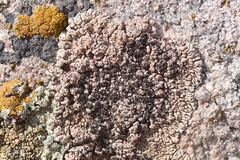 Lobothallia alphoplaca