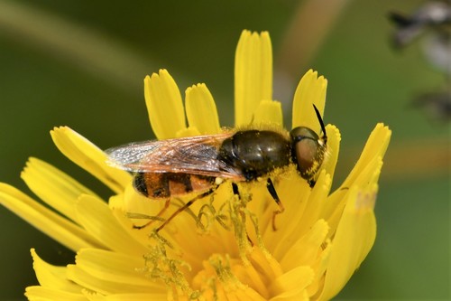 Odontomyia discolor