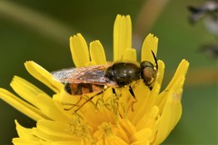 Odontomyia ornata