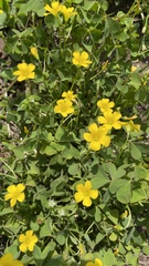 Oxalis grandis