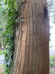Sequoiadendron giganteum