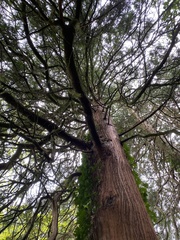Sequoiadendron giganteum