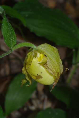 Image of Cypripedium kentuckiense by (c) Michelle W. （鍾偉瑋）, some rights reserved (CC BY)